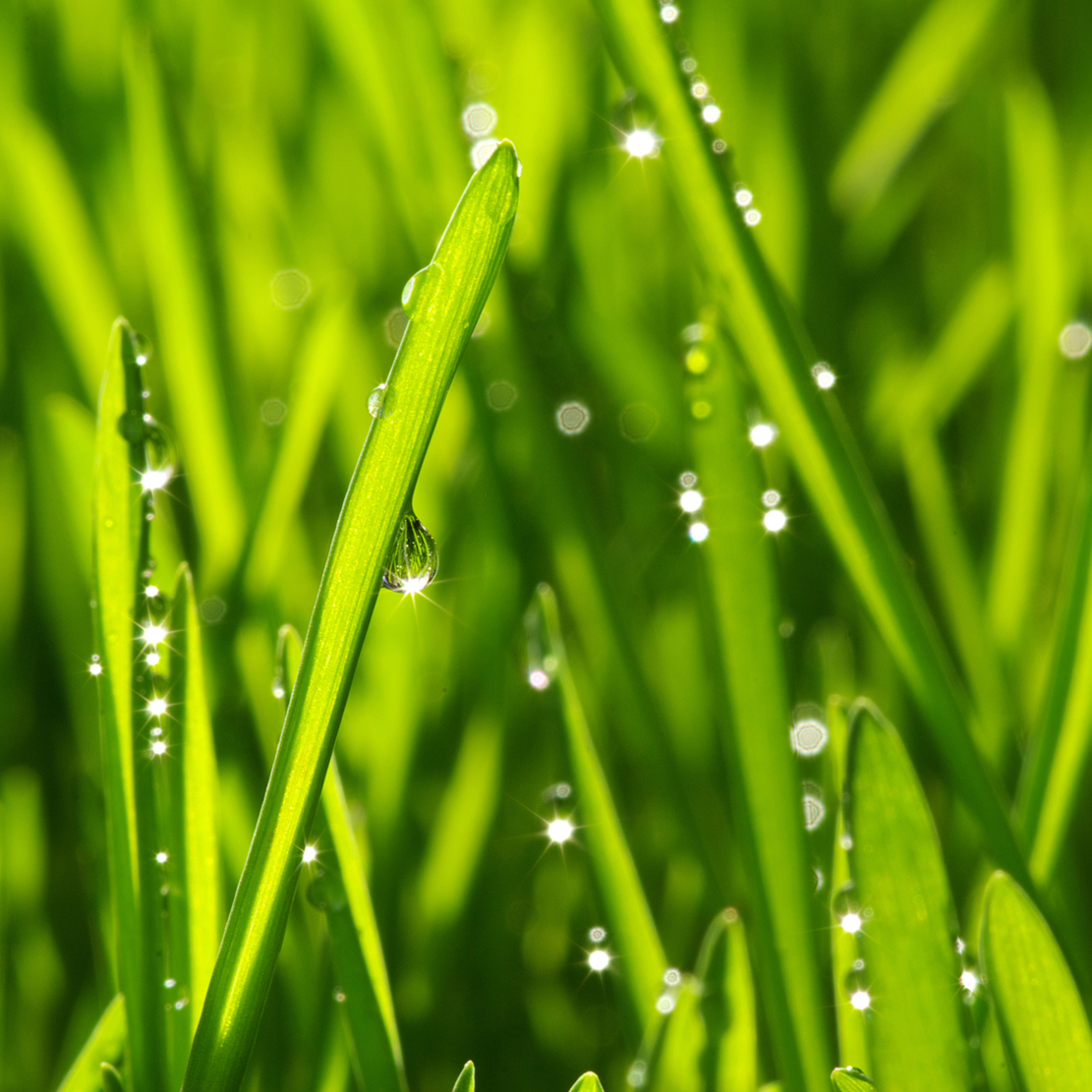 Mit der richtigen Pflege zum perfekten Rasen