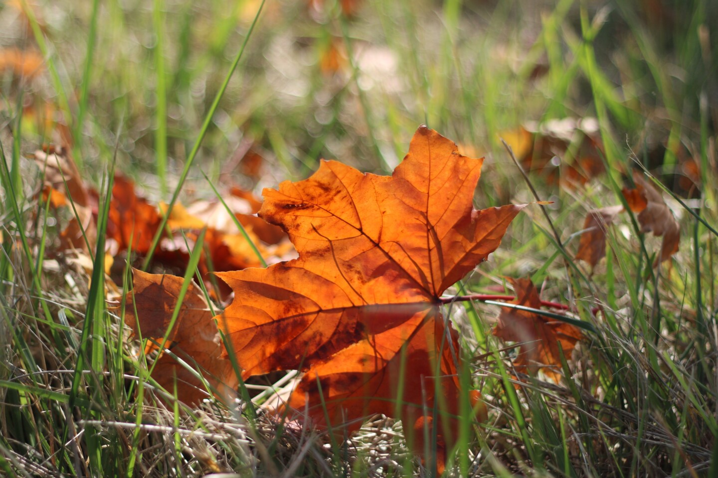 Herbstlaub für Igel liegen lassen