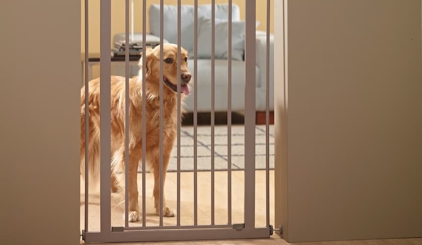 Türgitter für Hunde: praktisch und sicher Golden Retriever hinter Türgitter