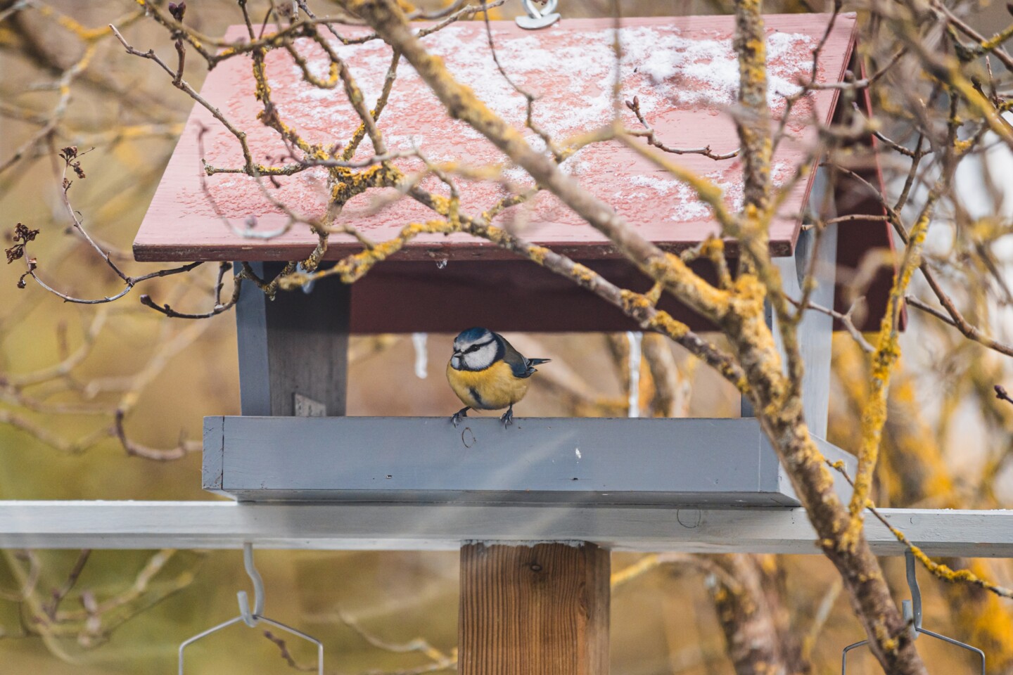 Meise im Vogelhäuschen