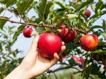 Der Herbst - Pflanzzeit für Bäume & Co.