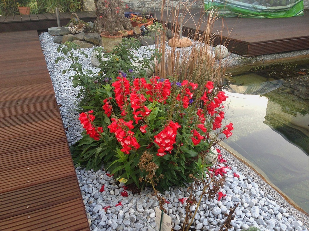 Rote Löwenmäulchen am Teichrand