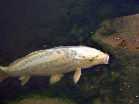 weisser Koi weisser Koi