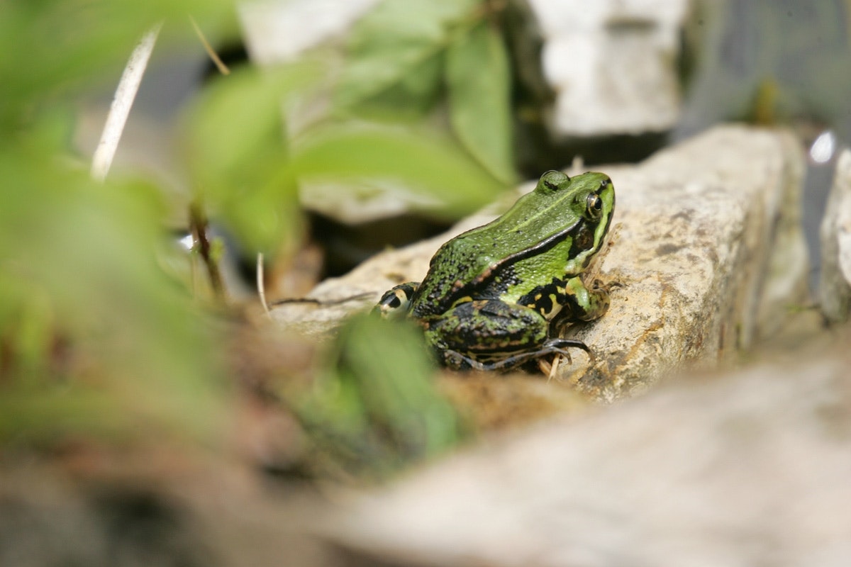 Frösche lieben den Teich Der naturnahe Teich zieht vor Allem Frösche an.