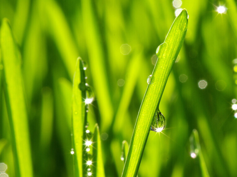 10 Tipps für die Rasenpflege