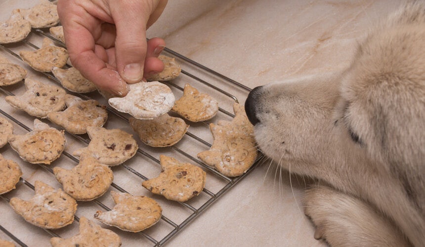 Selbstgebackene Hundekekse Hundekuchen in Katzenform schmecken deinem Hund am besten!