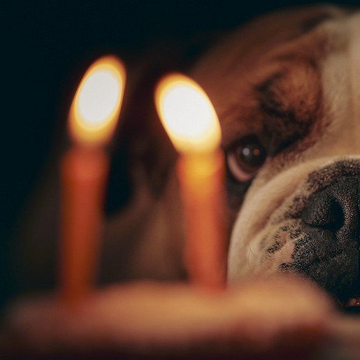 Wissenswertes und Rezepte zum Hundekuchen Backen!