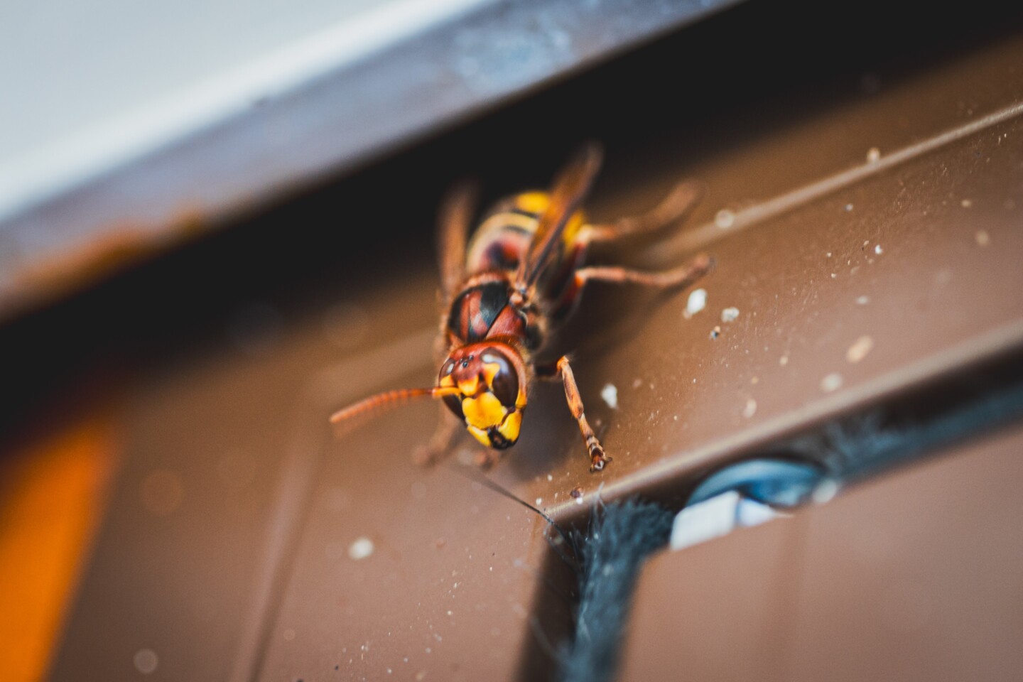 Achtung Verwechslungsgefahr: Hornissen sehen Wespen sehr ähnlich