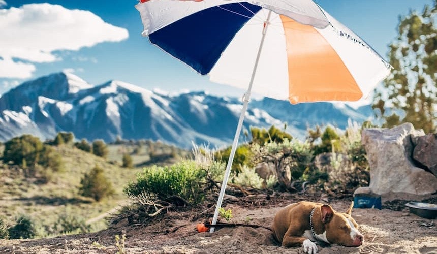 Wichtig bei Hitze: Beschattung für den Hund! Hund döst unter einem Sonnenschirm