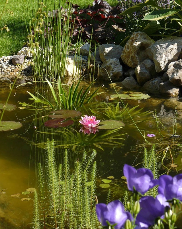 Teich mit Wasserpflanzen Teich bei Sonnenschein mit vielen Wasserpflanzen und rosa und lila Blüten.