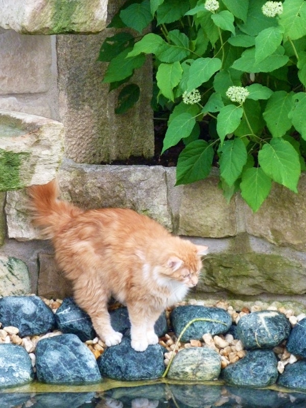 Teichprojekt_MoritzA_Katze