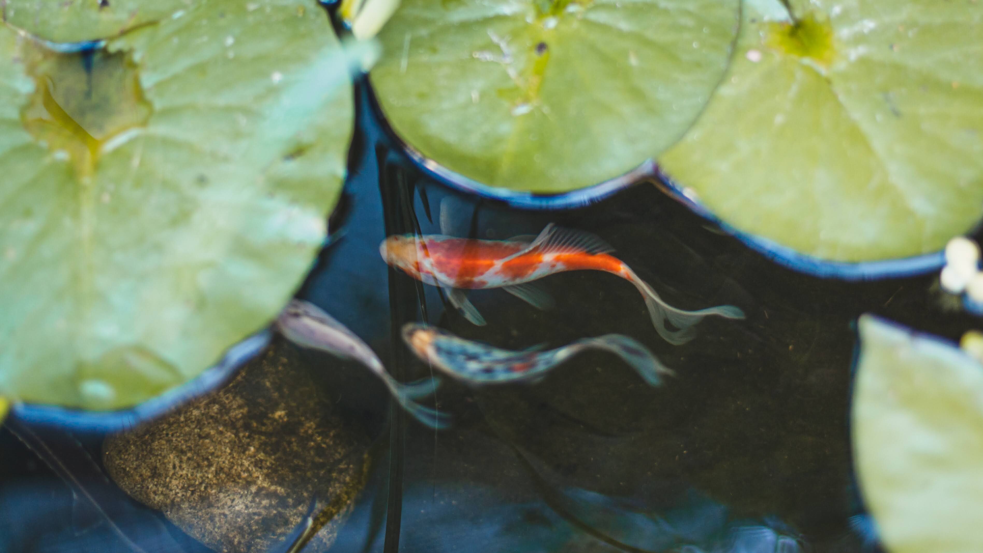 Gartenteich und Biodiversität