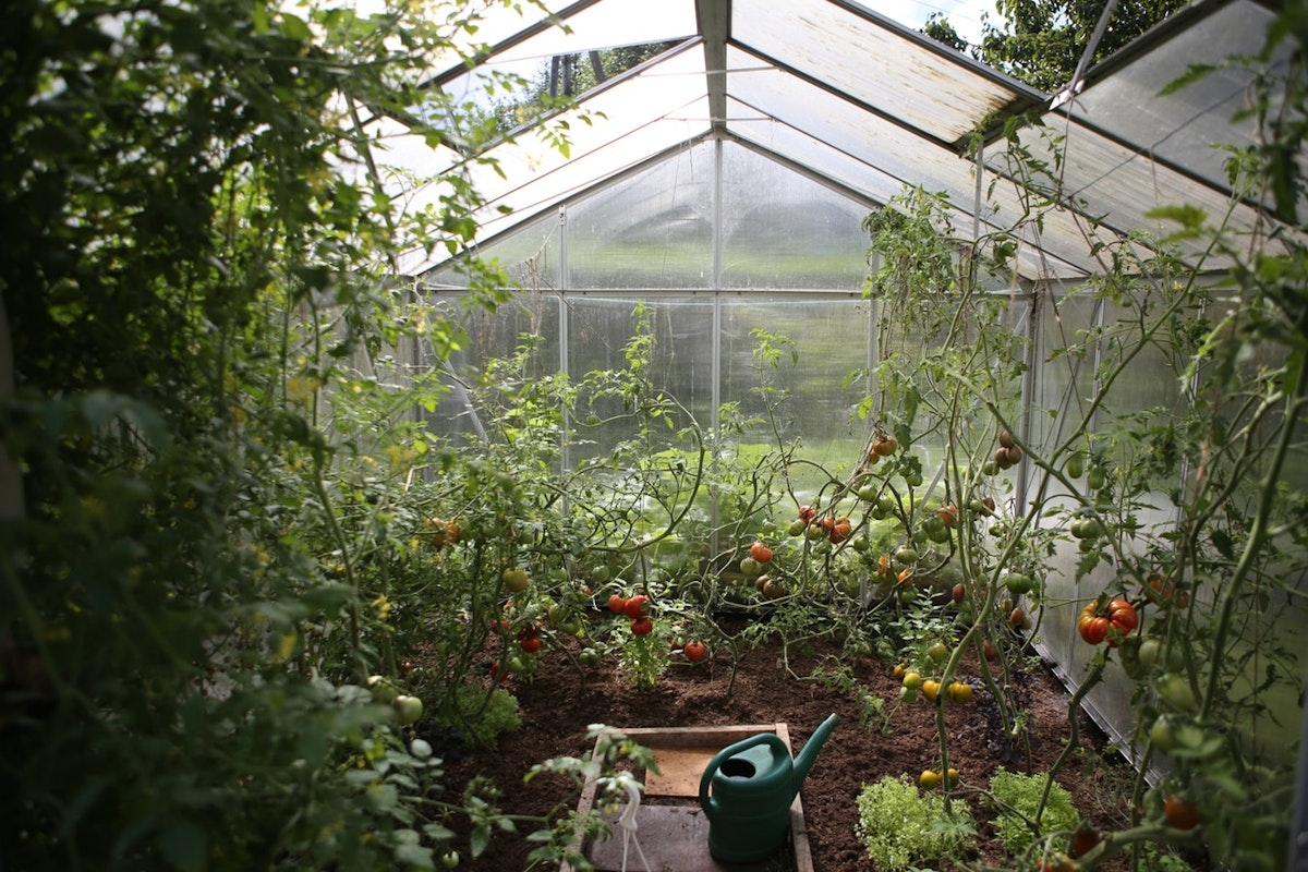 Tomaten_im_Gew_chhaus Tomaten_im_Gew_chhaus