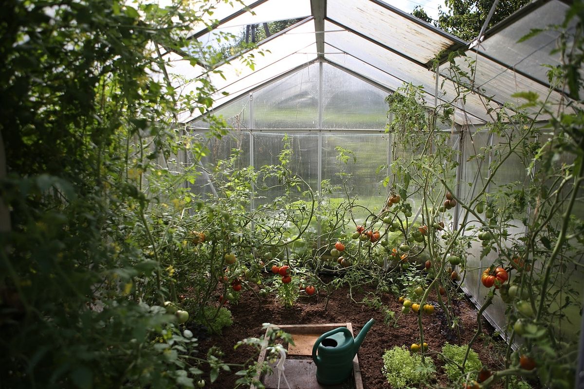 Tomaten können auch ohne Gewächshaus wachsen, im Gewächshaus verlängert sich jedoch deren Wachstumssaison