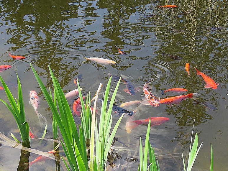 Goldfischteich mit üppig bepflanztem Ufer Goldfischteich mit üppig bepflanztem Ufer