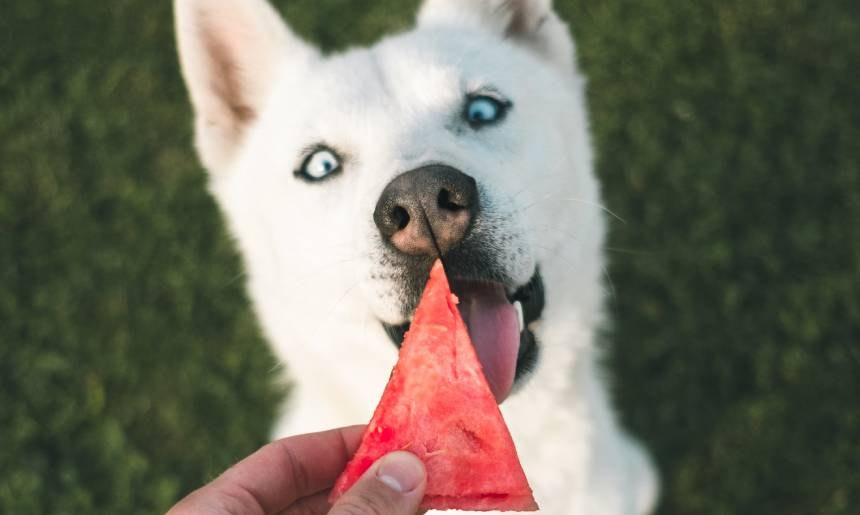 Dürfen gerne auch vegan sein: Leckerlis! Hund bekommt ein Stück Wassermelone gefüttert