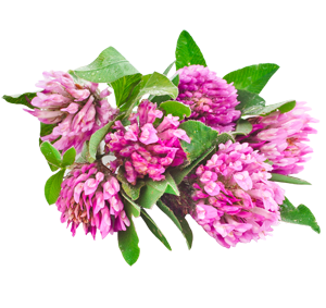 Klee Kleeblüte