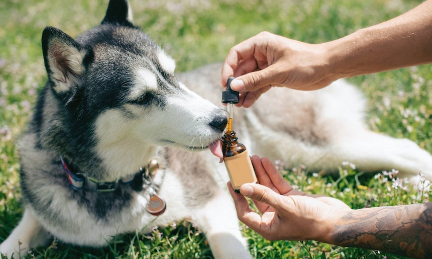 Nahrungsergänzung für den Hund Einem Husky werden Nahrunsgergänzungsmittel gefüttert