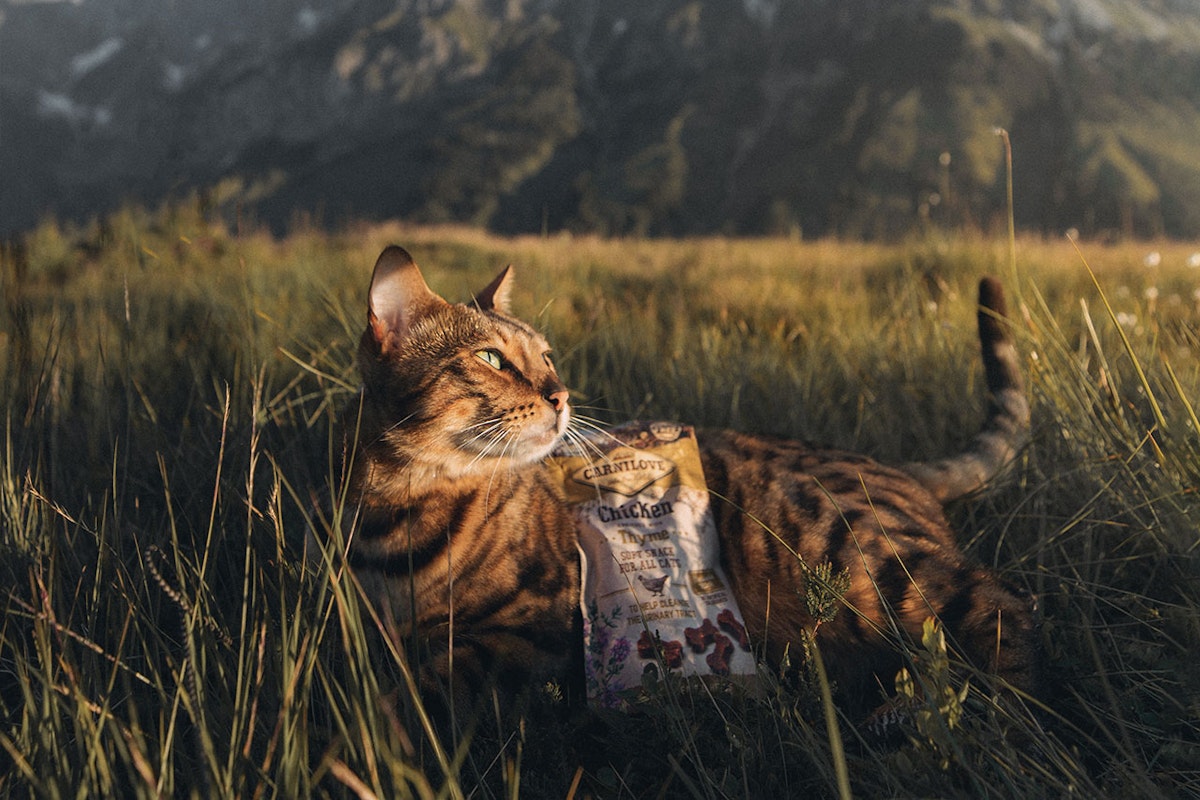 Carnilove ursprüngliche Ernährung für Katzen Katze auf einer Wiese mit einer Packung Carnilove