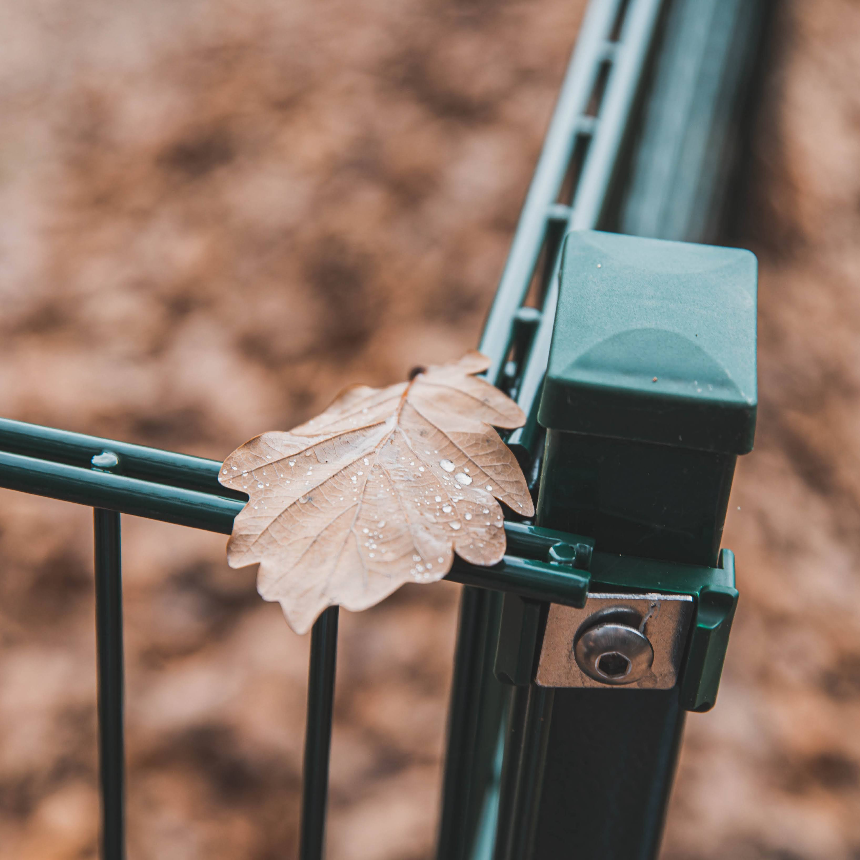 Gartenpflege im Herbst