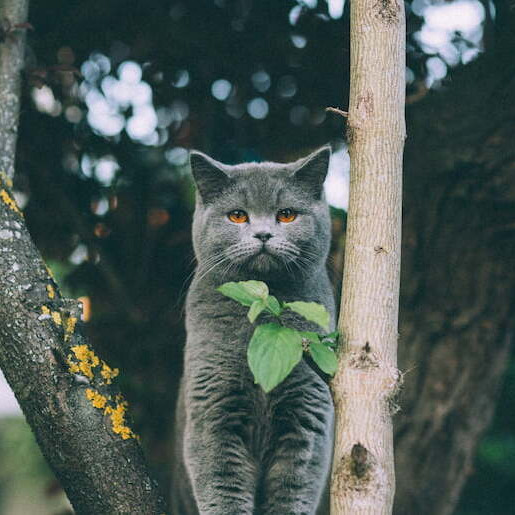 Freigänger: So kommt Ihre Katze fit in den Frühling
