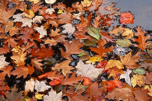 Bunte Herbstblätter Bunte Herbstblätter