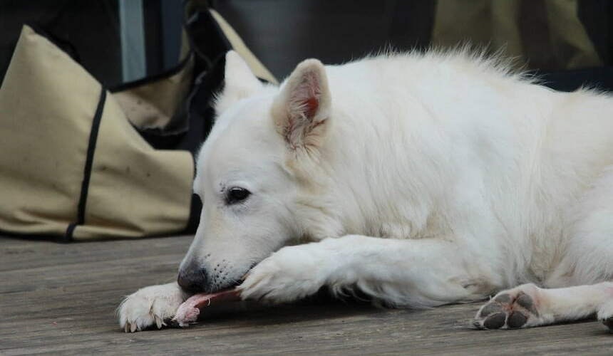 Abwechslung und Kauspaß Weißer Schäferhund nagt an einem Knochen