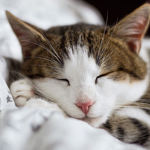 Katze Markenwelt almo nature Katze liegt auf Kissen und schläft