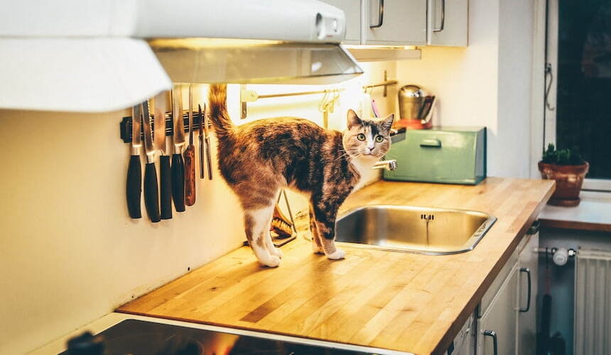 Tipp: Die Pflanzen einfach außer Reichweite für die Katze stellen! Katze auf Küchenarbeitsplatte gehüft