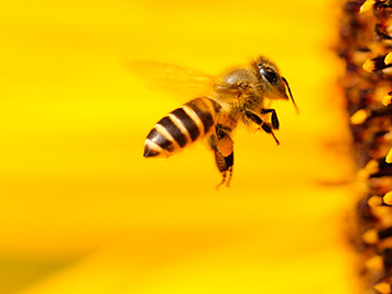 Biene am Blumenstempel