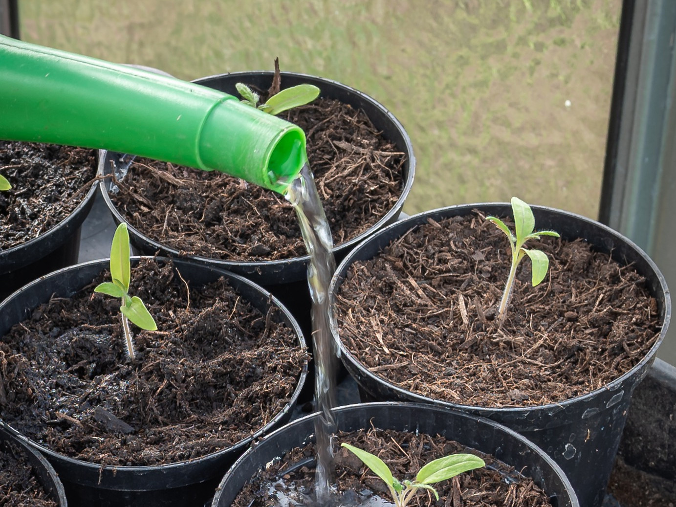 Gießen von Jungpflanzen