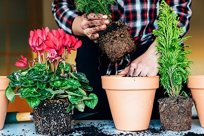 Frühjahrskur für Pflanzen – richtig Umtopfen
