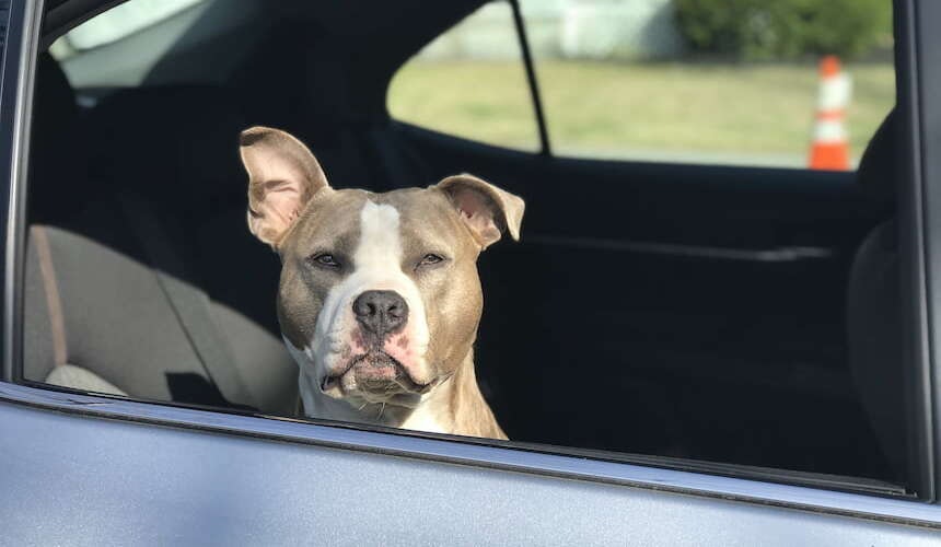 Hund auf der Rückbank Ein Boxer sitzt auf der Rückbank und guckt aus dem Fenster