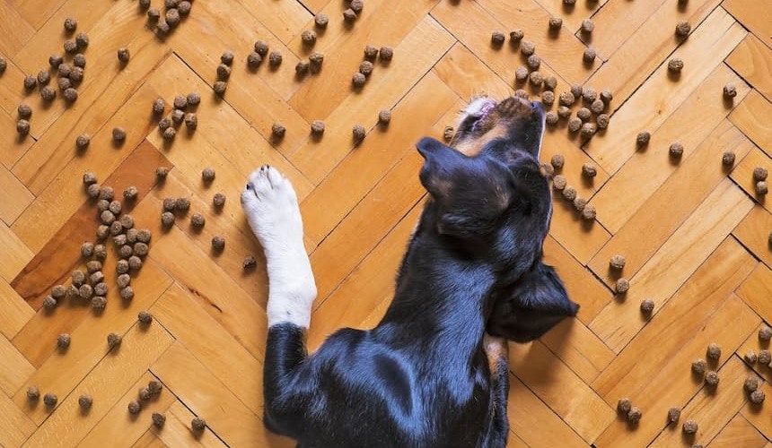 Hund frisst Leckerlis Ein Hund sammelt auf dem Fußboden verteilte Leckerlis auf