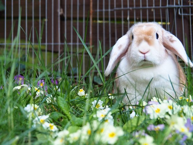 Willkommen im Oster-Garten