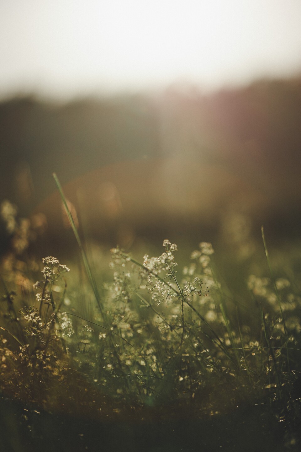 Detailaufnahme einer Sommerwiese im Gegenlicht
