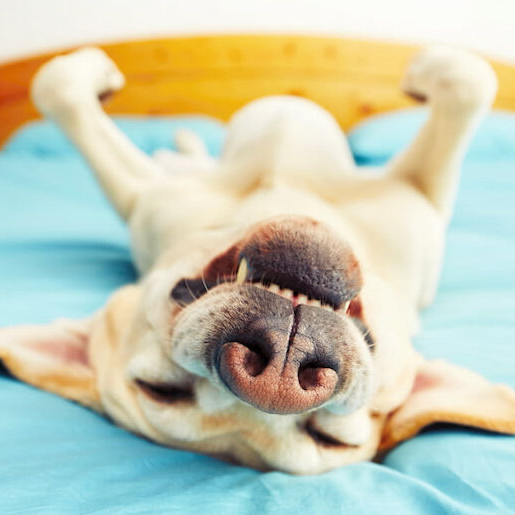 So finden Sie den richtigen Hundeschlafplatz!