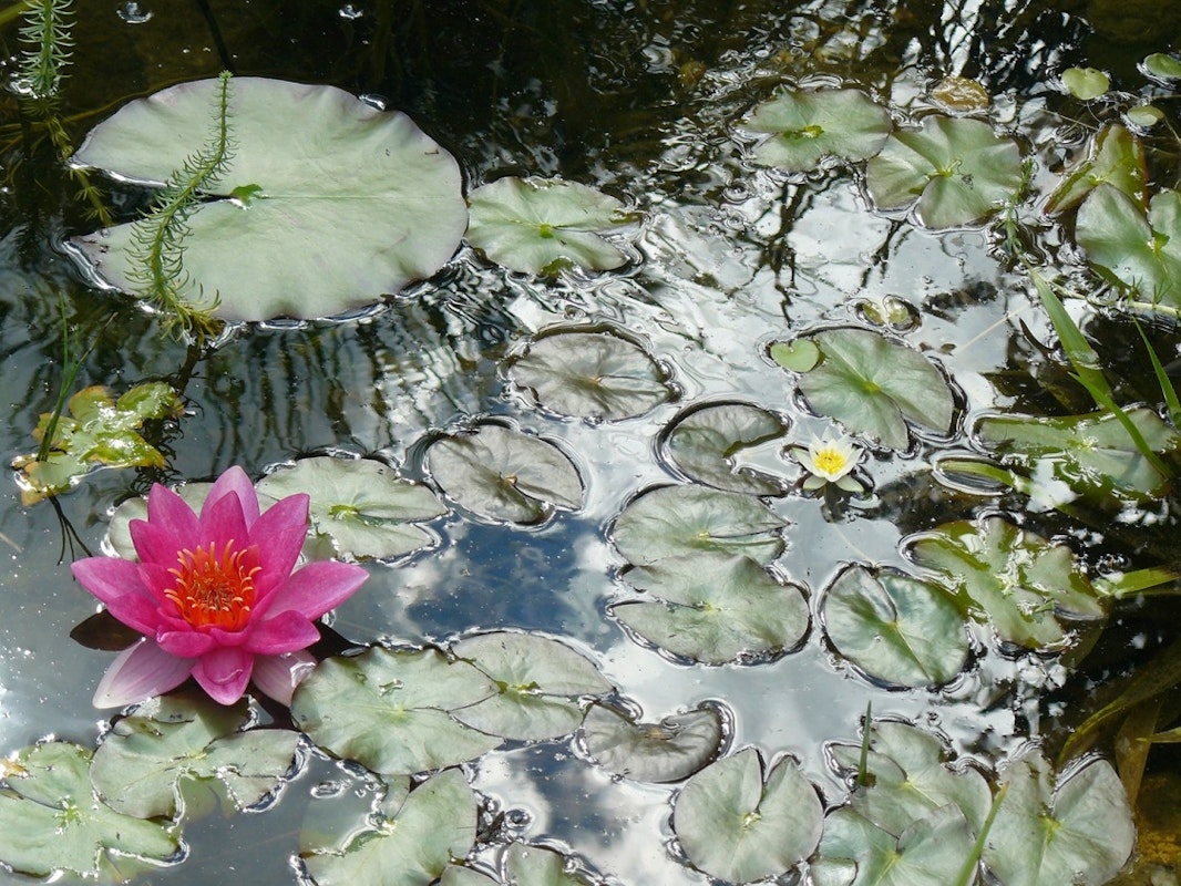 Seerosen Seerosen im Teich mit rosa Blüte