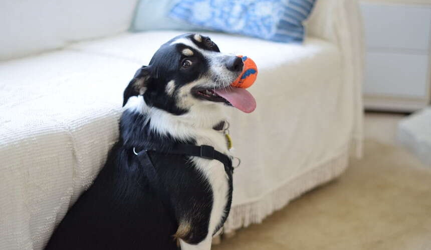 Hund und Sofa Hund sitzt vor dem Sofa