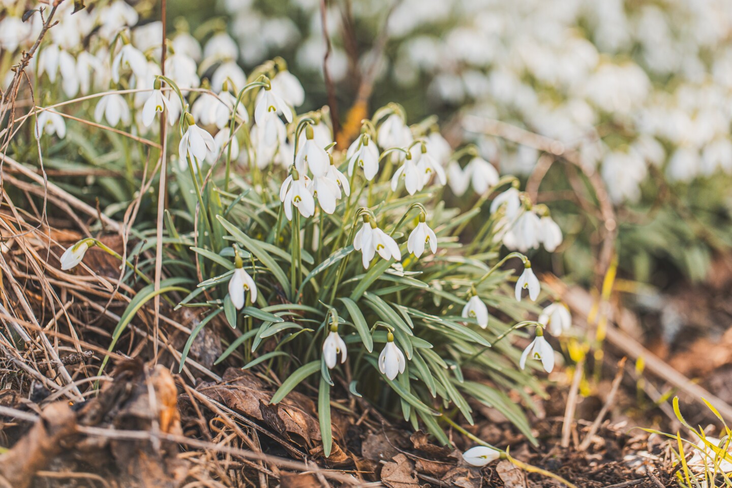 Die Schneeglöckchen blühen im Garten