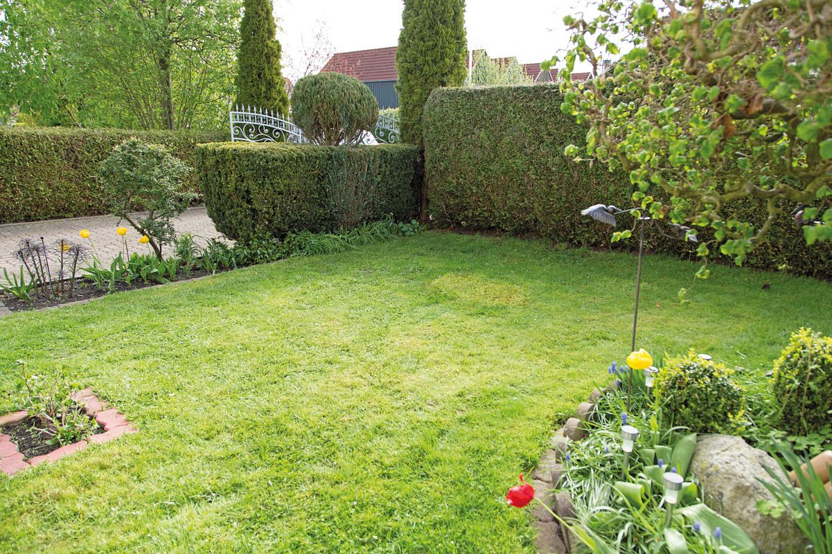 Teichstandort: Halbschattig und nicht unter einem Baum