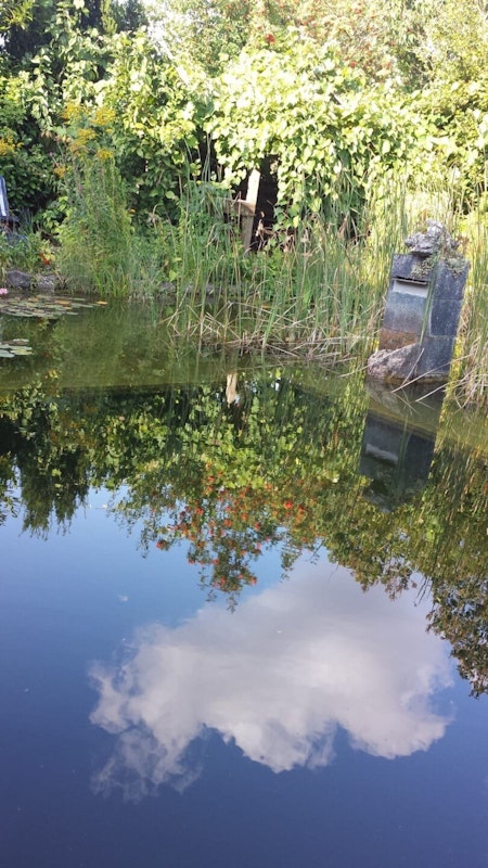 Schwimmteich mit Pflanzen