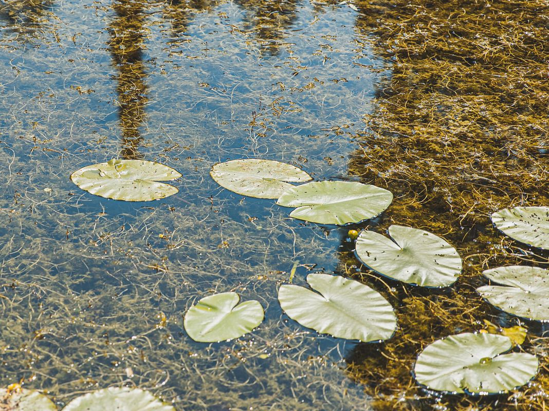 Teich mit Seerosenblättern und Unterwasserpflanzen