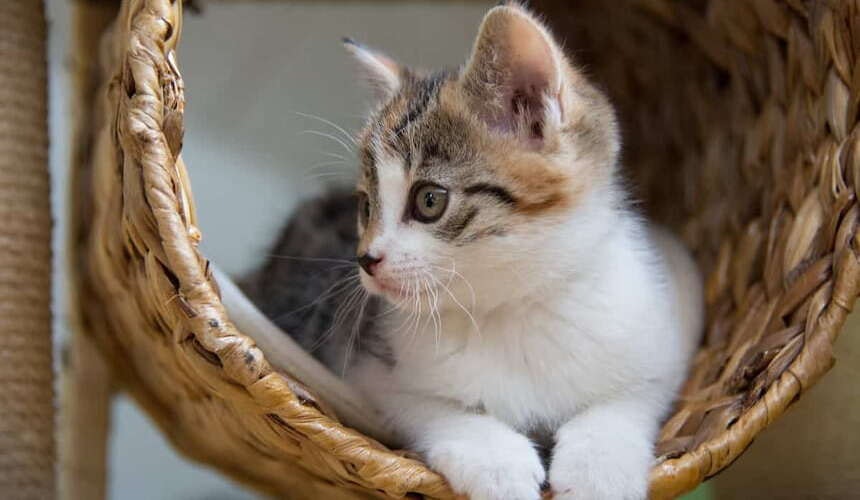 Katze liegt in einer Höhle Am Kratzbaum für Katzen lassen sich diverse Kletter- und Liegemöglichkeiten anbringen