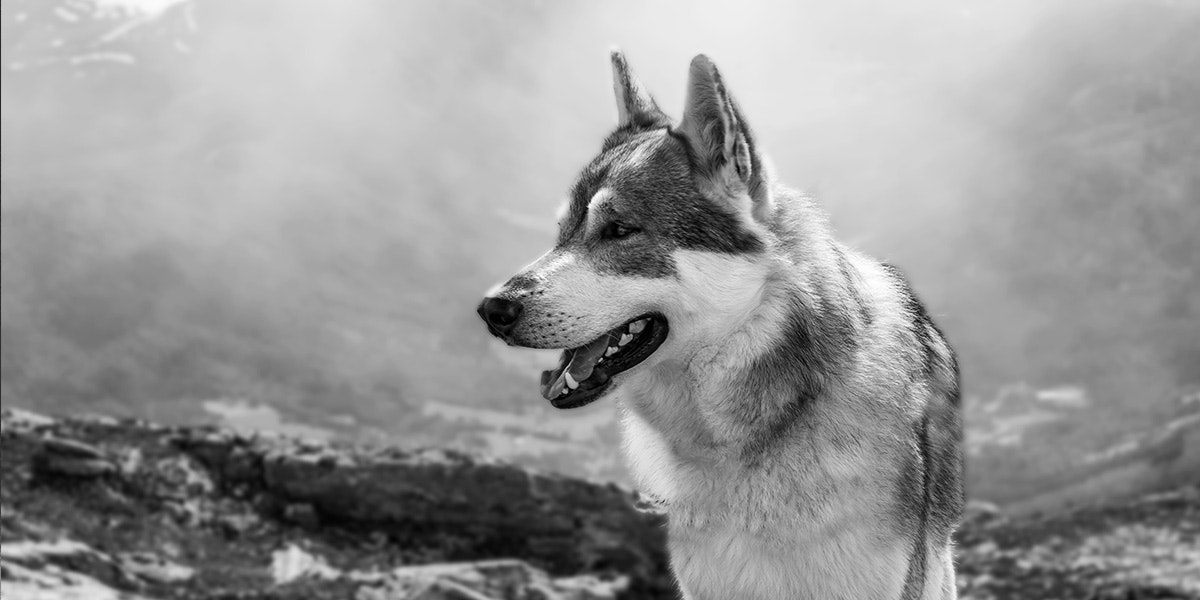 Orijen Hundefutter