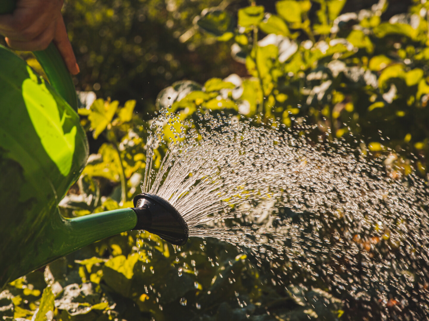 Pflanzenbewässerung mit der Gießkanne
