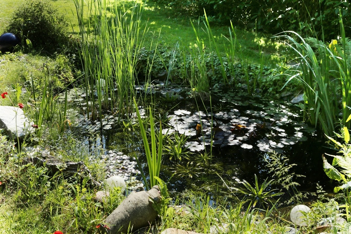 Naturnaher Gartenteich mit vielen Pflanzen Naturnaher Gartenteich im Grünen, bewachsen mit Schilf und Seerosen.