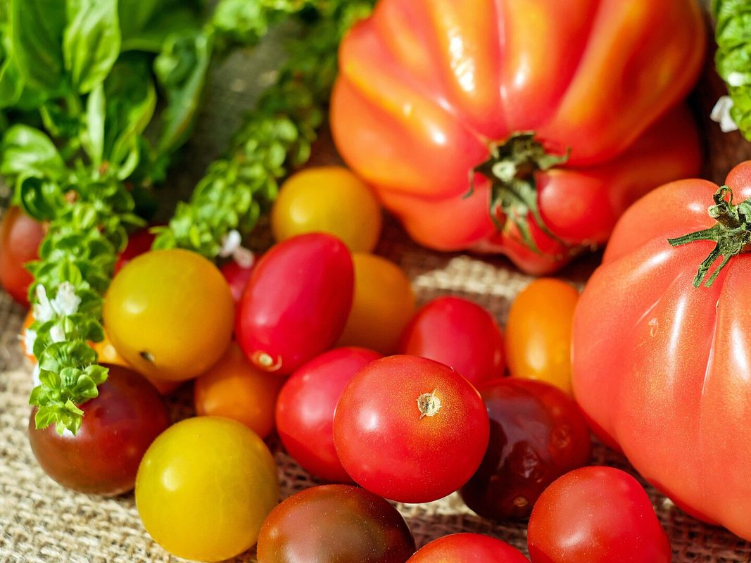 Tomatenernte