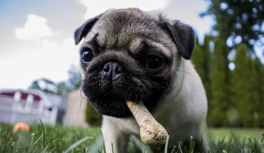 Mops mit Knochen Ein Mops hat einen Knochen im Maul