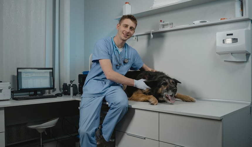Ein Hund wird vom Tierarzt behandelt Hund beim Tierarzt zur Behandlung seiner Futterallergie